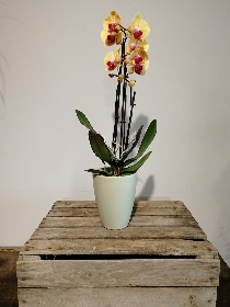 Penelope Flowers | Order Online | Same day delivery | Bouquets